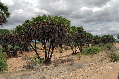 Kenia (394)